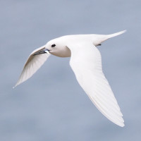 White Tern